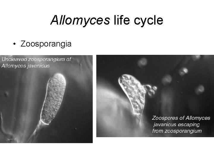 Allomyces life cycle • Zoosporangia 