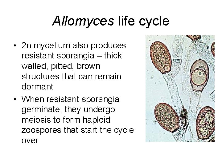 Zoosporic fungi Kingdom Fungi Zoospores Motile asexual spores