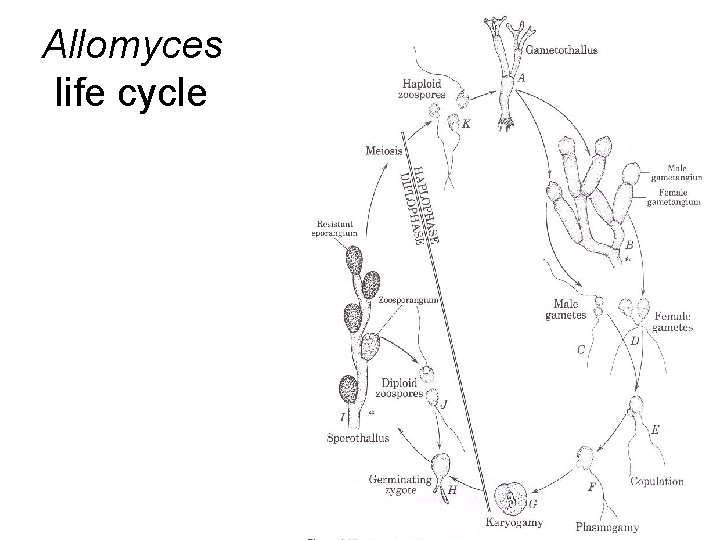 Allomyces life cycle 