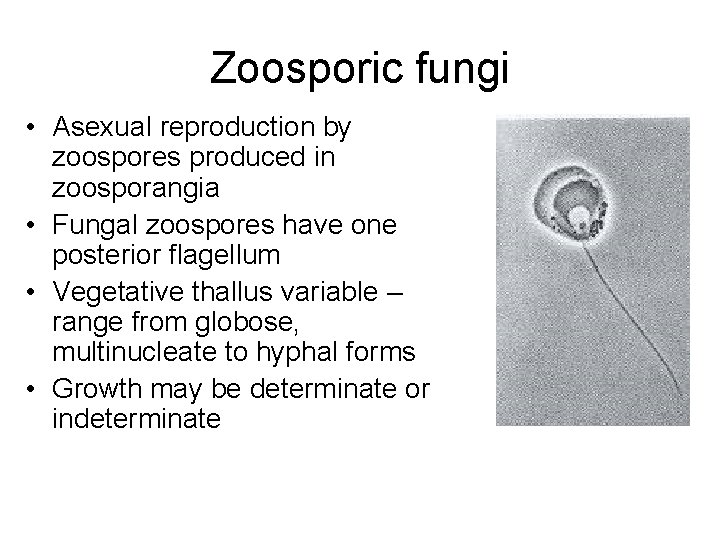 Zoosporic fungi • Asexual reproduction by zoospores produced in zoosporangia • Fungal zoospores have