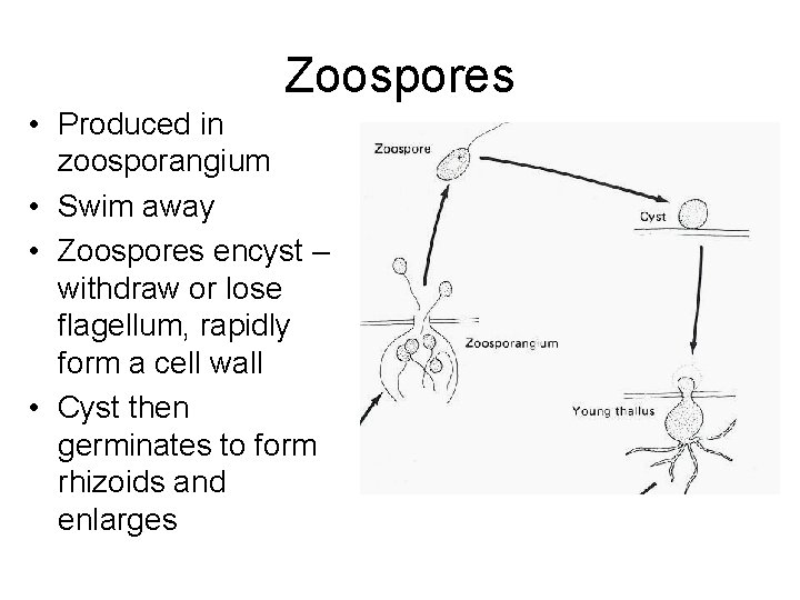 Zoospores • Produced in zoosporangium • Swim away • Zoospores encyst – withdraw or