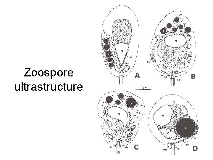 Zoospore ultrastructure 