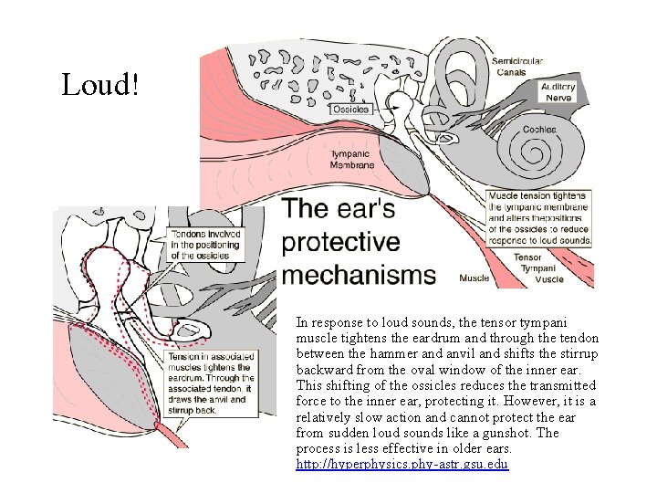 Loud! In response to loud sounds, the tensor tympani muscle tightens the eardrum and Loud! In response to loud sounds, the tensor tympani muscle tightens the eardrum and