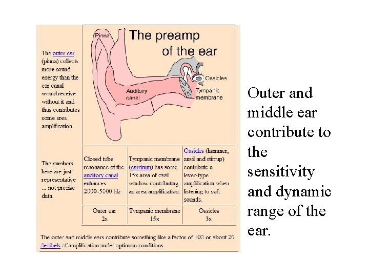 Outer and middle ear contribute to the sensitivity and dynamic range of the ear.