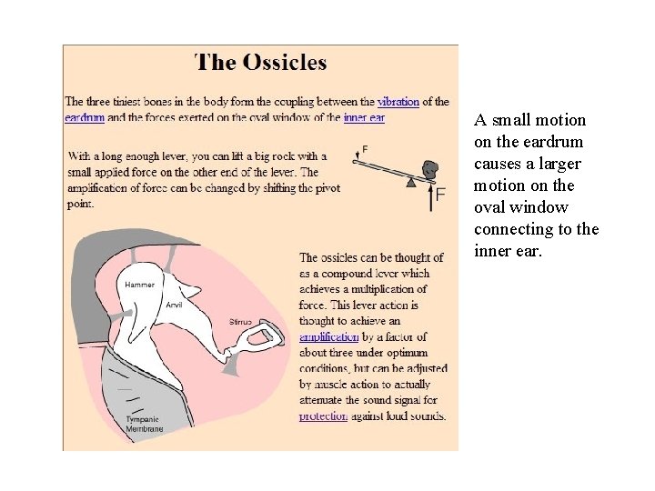A small motion on the eardrum causes a larger motion on the oval window A small motion on the eardrum causes a larger motion on the oval window