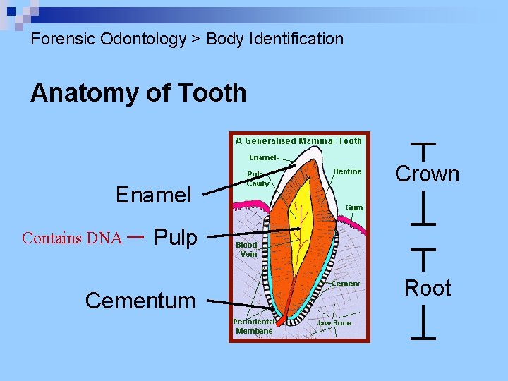 Forensic Odontology > Body Identification Anatomy of Tooth Enamel Contains DNA Crown Pulp Cementum