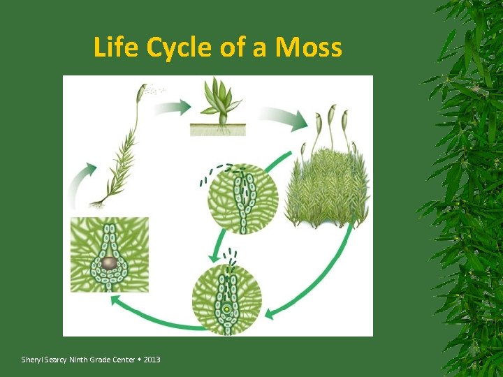 Life Cycle of a Moss Sheryl Searcy Ninth Grade Center 2013 