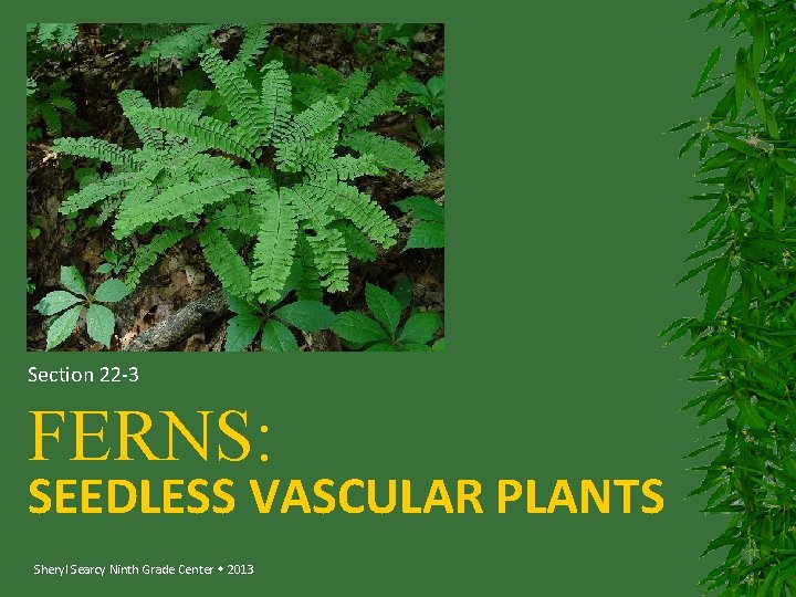 Section 22 -3 FERNS: SEEDLESS VASCULAR PLANTS Sheryl Searcy Ninth Grade Center 2013 