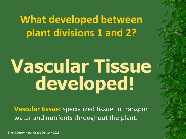 What developed between plant divisions 1 and 2? Vascular Tissue developed! Vascular tissue: specialized