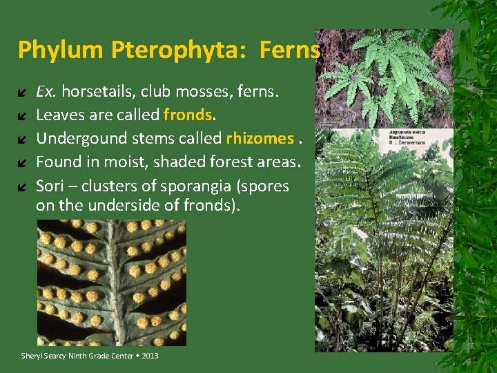 Phylum Pterophyta: Ferns Ex. horsetails, club mosses, ferns. Leaves are called fronds. Undergound stems