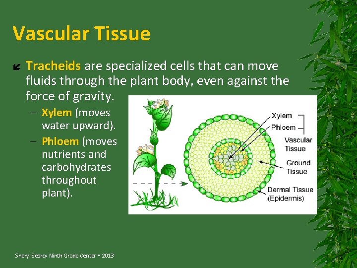 Vascular Tissue Tracheids are specialized cells that can move fluids through the plant body,