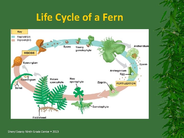 Life Cycle of a Fern Sheryl Searcy Ninth Grade Center 2013 