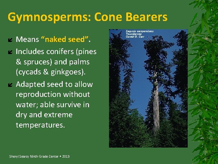 Gymnosperms: Cone Bearers Means “naked seed”. Includes conifers (pines & spruces) and palms (cycads