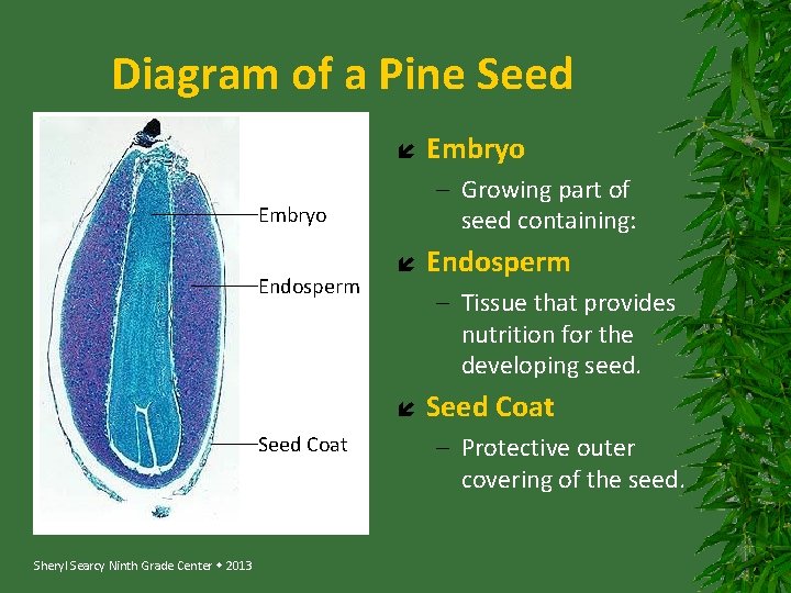 Diagram of a Pine Seed – Growing part of seed containing: Embryo Endosperm Sheryl