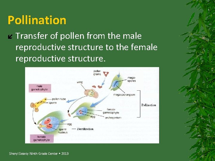 Pollination Transfer of pollen from the male reproductive structure to the female reproductive structure.