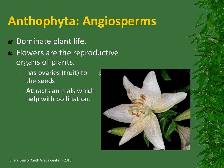 Anthophyta: Angiosperms Dominate plant life. Flowers are the reproductive organs of plants. – has