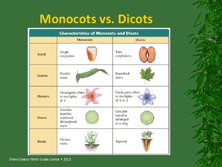 Monocots vs. Dicots Sheryl Searcy Ninth Grade Center 2013 