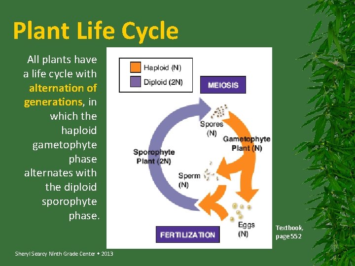 Plant Life Cycle All plants have a life cycle with alternation of generations, in