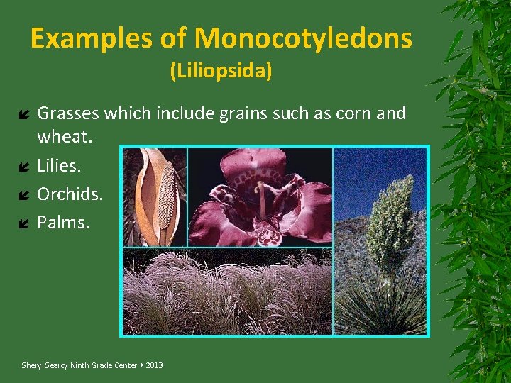 Examples of Monocotyledons (Liliopsida) Grasses which include grains such as corn and wheat. Lilies.