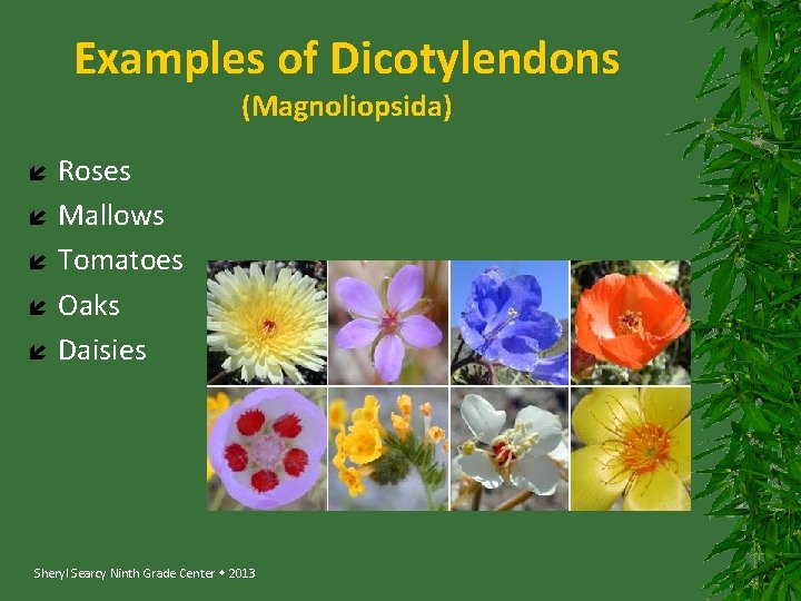 Examples of Dicotylendons (Magnoliopsida) Roses Mallows Tomatoes Oaks Daisies Sheryl Searcy Ninth Grade Center