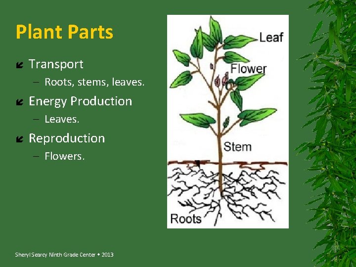 Plant Parts Transport – Roots, stems, leaves. Energy Production – Leaves. Reproduction – Flowers.