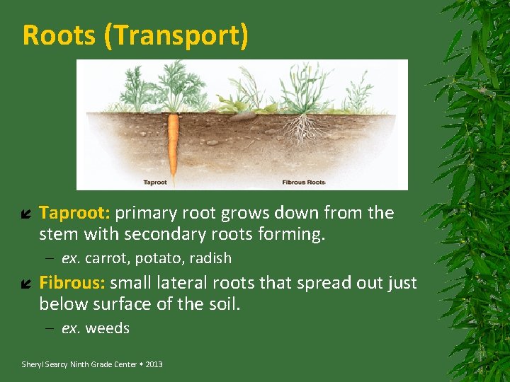 Roots (Transport) Taproot: primary root grows down from the stem with secondary roots forming.