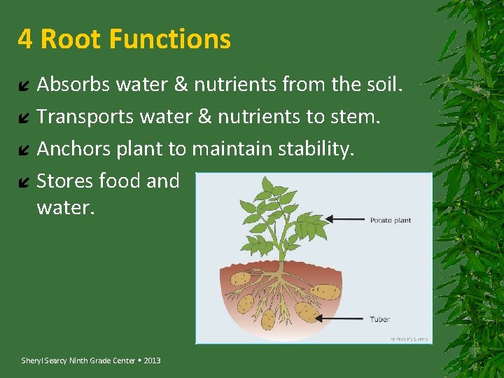 4 Root Functions Absorbs water & nutrients from the soil. Transports water & nutrients