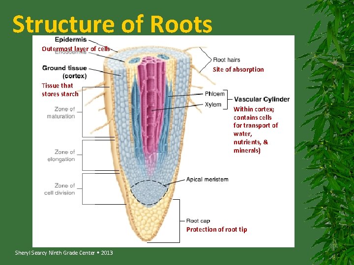 Structure of Roots Outermost layer of cells Site of absorption Tissue that stores starch