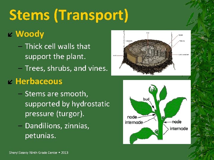 Stems (Transport) Woody – Thick cell walls that support the plant. – Trees, shrubs,