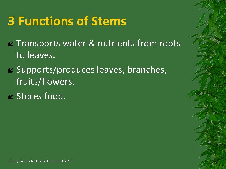 3 Functions of Stems Transports water & nutrients from roots to leaves. Supports/produces leaves,