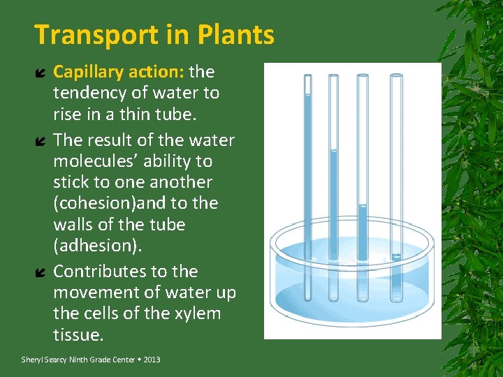Transport in Plants Capillary action: the tendency of water to rise in a thin