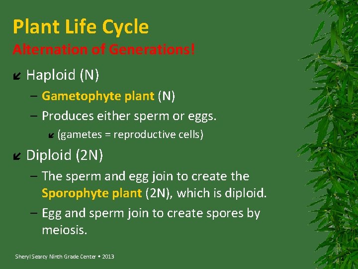Plant Life Cycle Alternation of Generations! Haploid (N) – Gametophyte plant (N) – Produces