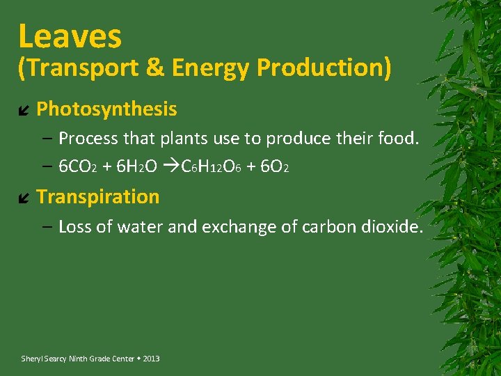 Leaves (Transport & Energy Production) Photosynthesis – Process that plants use to produce their