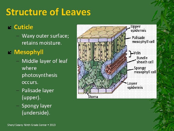 Structure of Leaves Cuticle – Waxy outer surface; retains moisture. Mesophyll – Middle layer