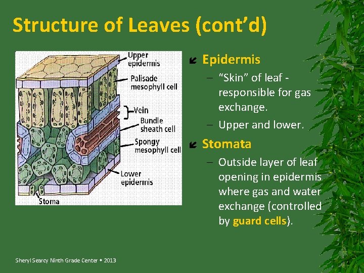 Structure of Leaves (cont’d) Epidermis – “Skin” of leaf responsible for gas exchange. –