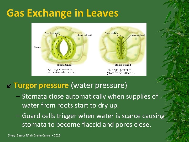 Gas Exchange in Leaves Turgor pressure (water pressure) – Stomata close automatically when supplies