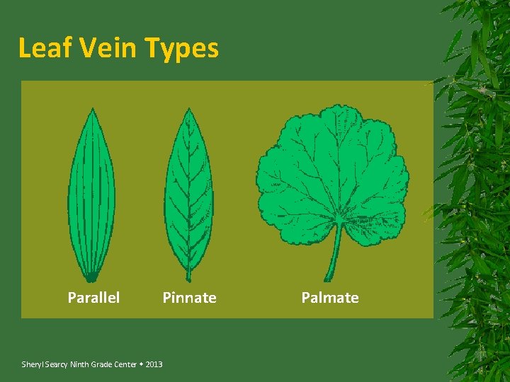 Leaf Vein Types Parallel Pinnate Sheryl Searcy Ninth Grade Center 2013 Palmate 