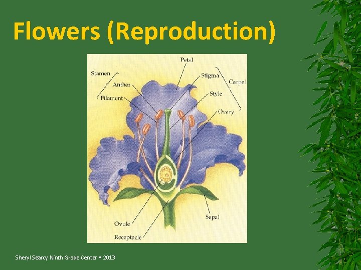 Flowers (Reproduction) Sheryl Searcy Ninth Grade Center 2013 