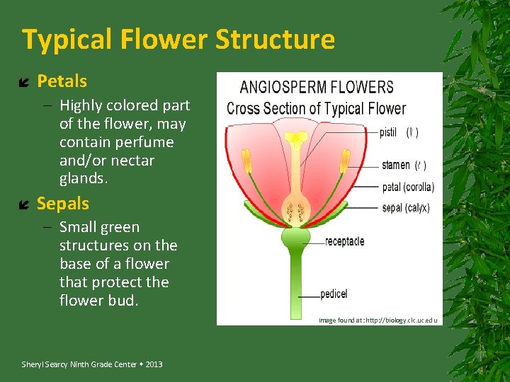 Typical Flower Structure Petals – Highly colored part of the flower, may contain perfume