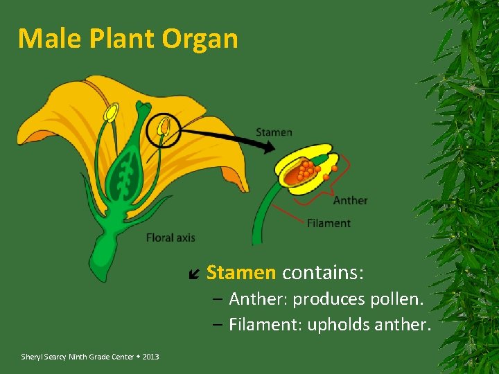 Male Plant Organ Stamen contains: – Anther: produces pollen. – Filament: upholds anther. Sheryl