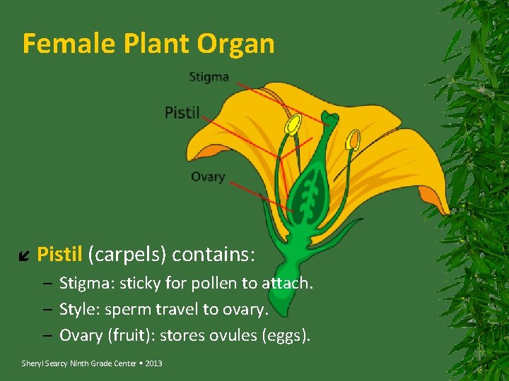 Female Plant Organ Pistil (carpels) contains: – Stigma: sticky for pollen to attach. –