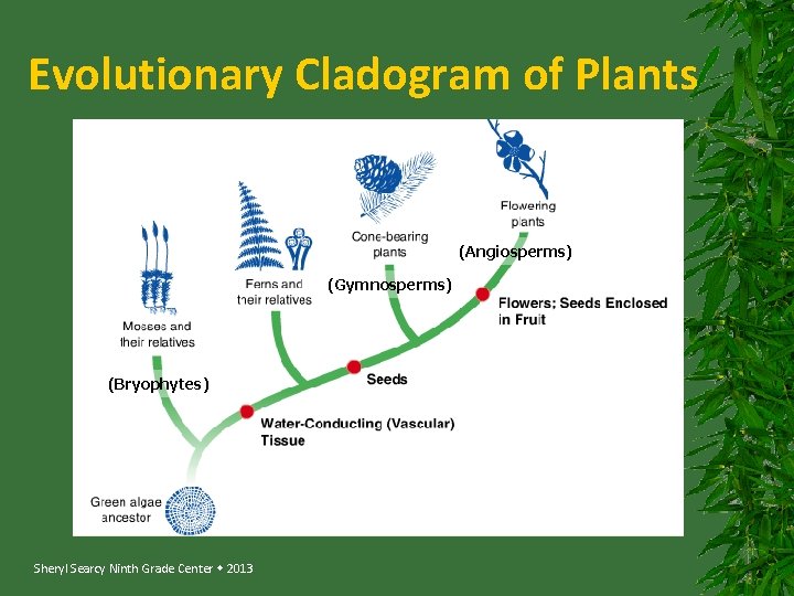 Evolutionary Cladogram of Plants (Angiosperms) (Gymnosperms) (Bryophytes) Sheryl Searcy Ninth Grade Center 2013 