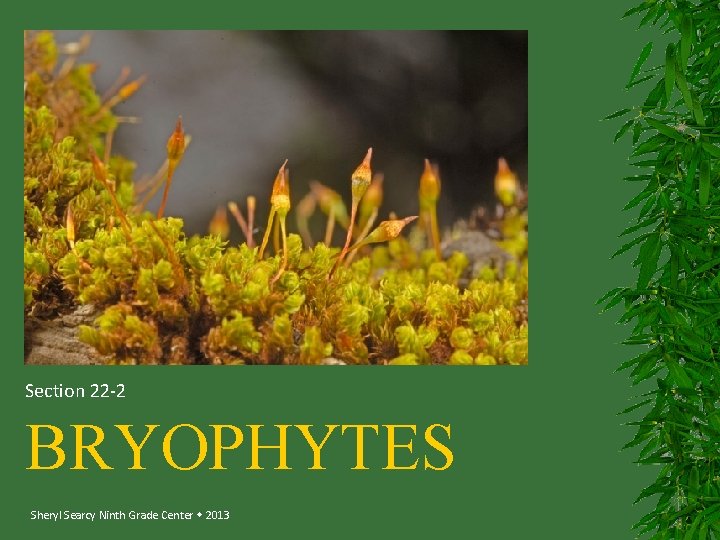 Section 22 -2 BRYOPHYTES Sheryl Searcy Ninth Grade Center 2013 