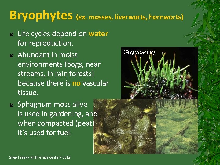 Bryophytes (ex. mosses, liverworts, hornworts) Life cycles depend on water for reproduction. Abundant in