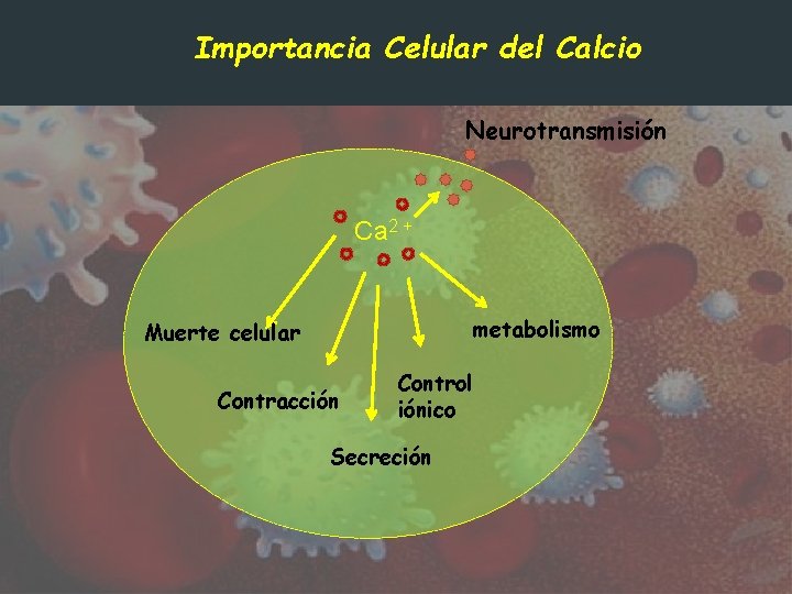 Importancia Celular del Calcio Neurotransmisión Ca 2 + metabolismo Muerte celular Contracción Control iónico