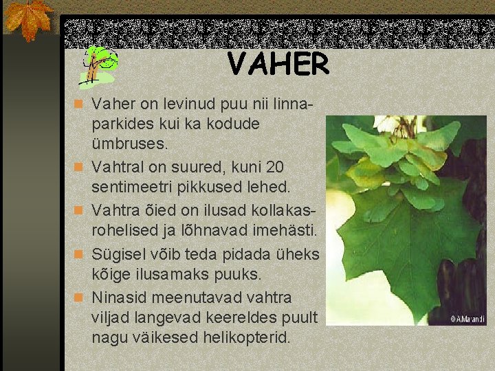 VAHER n Vaher on levinud puu nii linna- n n parkides kui ka kodude