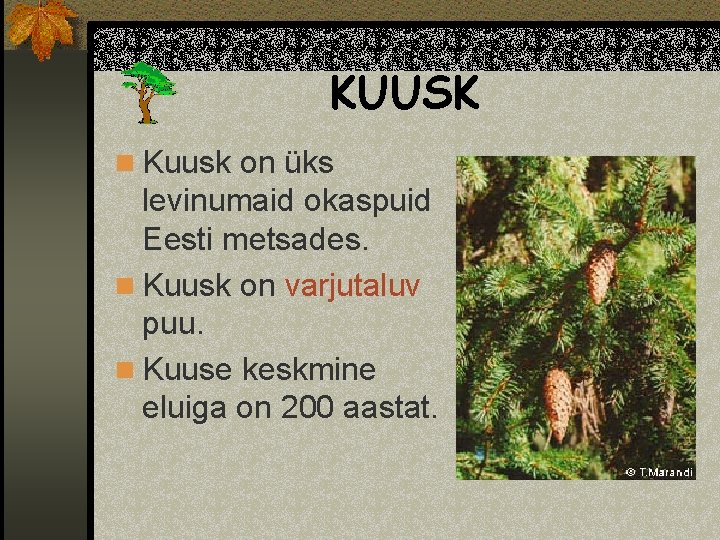 KUUSK n Kuusk on üks levinumaid okaspuid Eesti metsades. n Kuusk on varjutaluv puu.