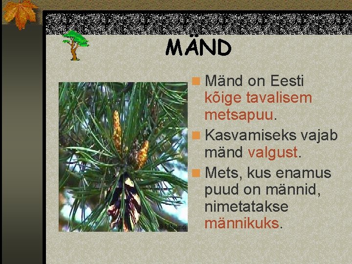 MÄND n Mänd on Eesti kõige tavalisem metsapuu. n Kasvamiseks vajab mänd valgust. n