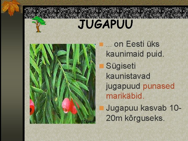 JUGAPUU on Eesti üks kaunimaid puid. n Sügiseti kaunistavad jugapuud punased marikäbid. n Jugapuu