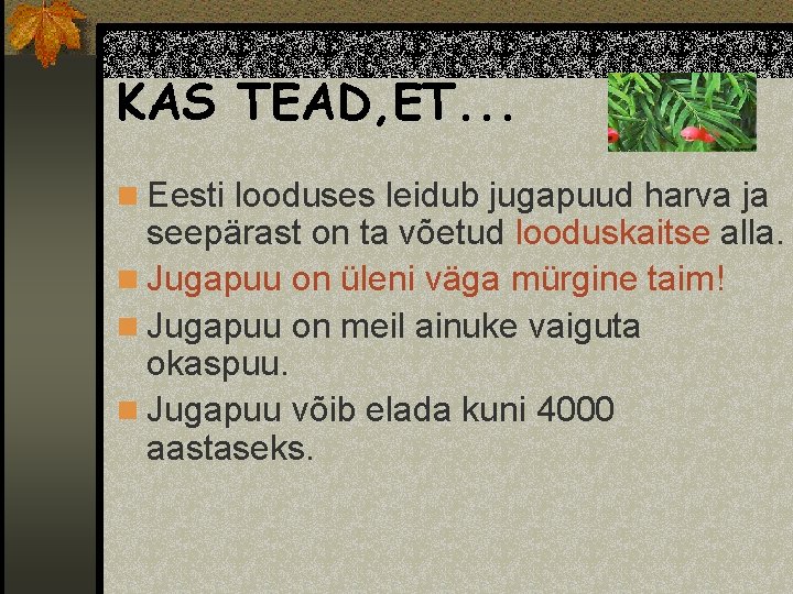 KAS TEAD, ET. . . n Eesti looduses leidub jugapuud harva ja seepärast on